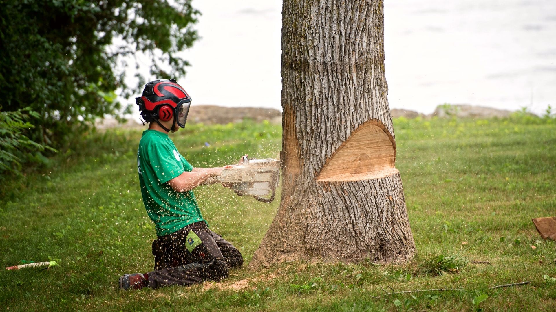 Abatage d'arbre difficile sur Toulouse par la société Espace V/R élagage